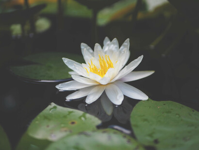 Yoga teaches that human beings are like a river