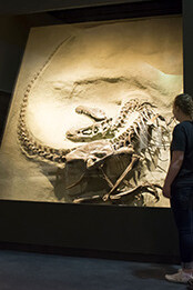 Foundations. Courtesy of Royal Tyrrell Museum