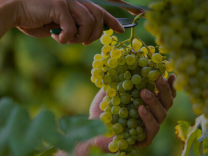 Hands harvesting white grapes from vines in the Calabrian vineyards of Italy