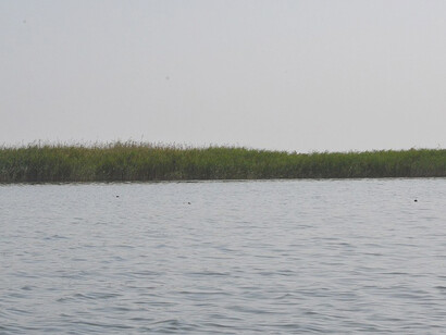 Dalmaj wetland, Afak, Al-Qadissiyah, Iraq