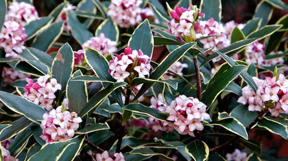 Daphne odora 'Aureomarginata'