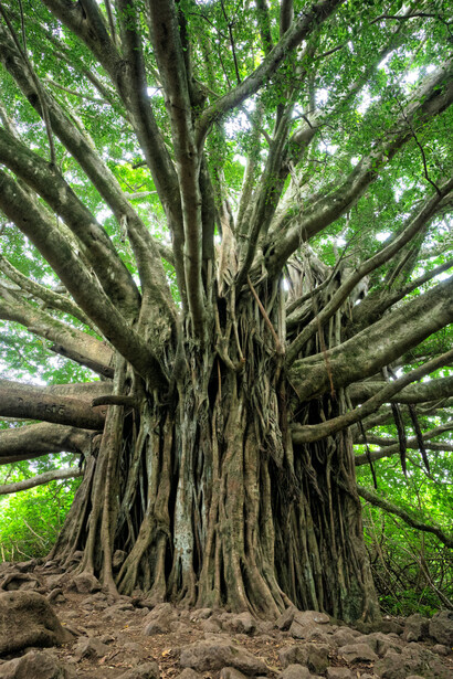 Banyan, a tree of wisdom of change and life
