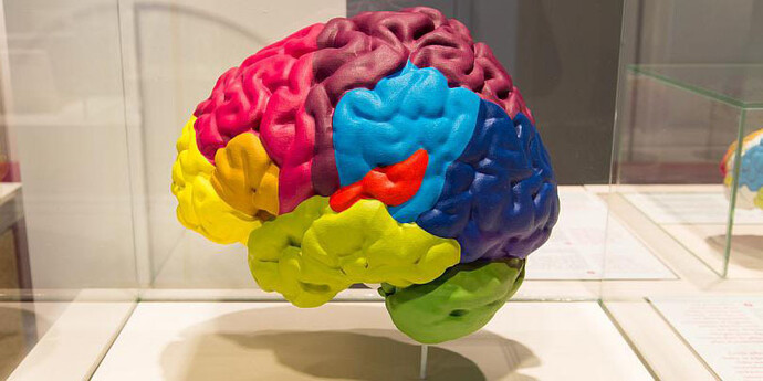 Gallery of Humankind. Courtesy of Royal Belgian Institute of Natural Sciences