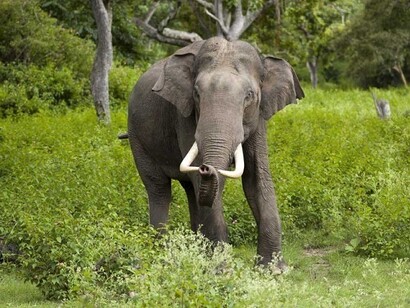 Elephant in Gorumara National Park