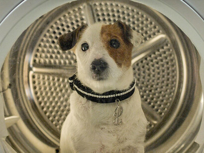 Pancho, el perro más rico de España