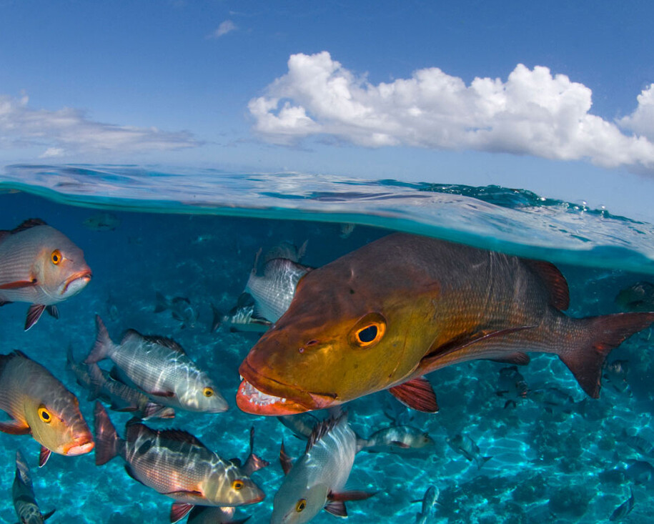 Wildlife Photographer of the Year. Courtesy of Royal BC Museum
