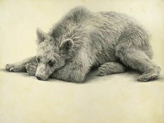 Brown bear by Vicky White, pencil on primed panel, 50 x 65cm