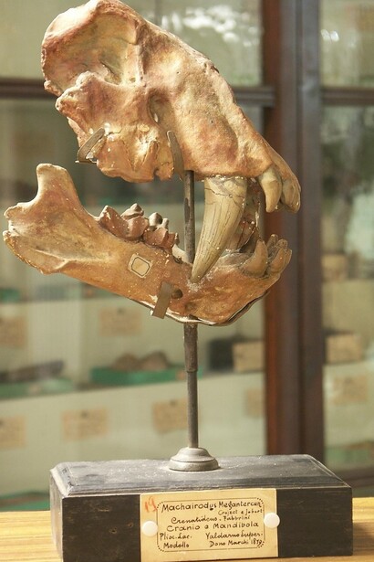 Macharoidus Meganthereon