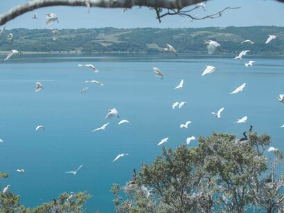 Colonie di uccelli alla Bisentina, Italia
