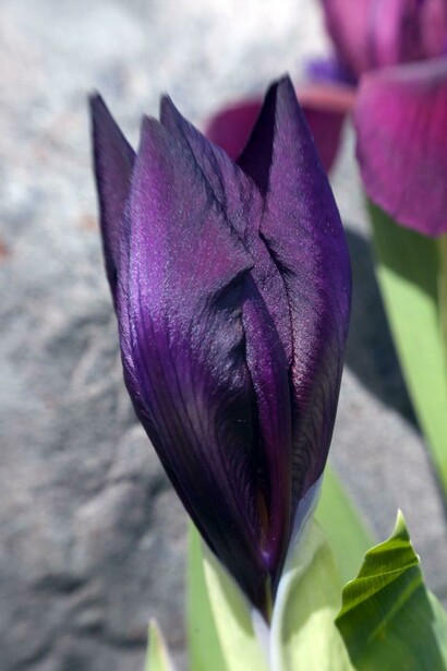Unopened black iris © Dan Hatton
