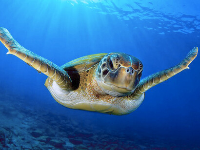 Los quelonioideos son una superfamilia de tortugas que comprende las tortugas marinas. Consta de dos familias actuales: Cheloniidae y Dermochelyidae, que incluyen siete especies vivas