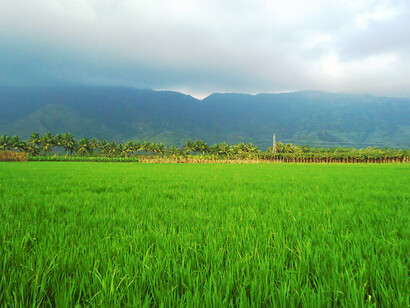 Agriculture in Nagercoil