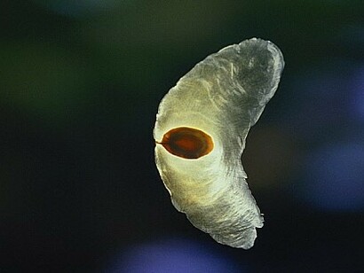 Alsomitra macrocarpa