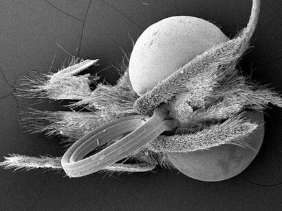 The Butterfly Conservatory. Courtesy of American Museum of Natural History