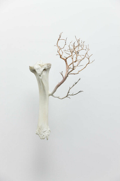 Amphibology. Courtesy of Galerie Paris-Beijing