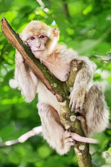 Il danno più grave in Cambogia è l’indifferenza, sia dell’Occidente sia delle autorità locali, circa l’elevato livello di estinzione degli animali selvatici. La giustificazione, dicono, è che in questo Paese esistono priorità più importanti