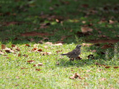 Dejar ir es una forma de amor que confía y renuncia a la posesión