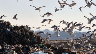 Come gabbiani su una discarica
