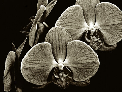 Floraphilia. Courtesy of Soho Photo Gallery 
