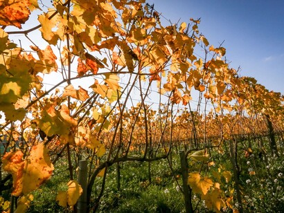 Vigneti della cantina Semonte, Umbria, Italia