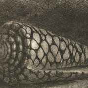 Rembrandt Harmensz van Rijn (Dutch, 1606–1669), “The Shell (Conus Marmoreus)”, 1650. Etching, drypoint and engraving. Museum purchase, gift of Dr. T. Edward and Tullah Hanley by exchange, Achenbach Foundation for Graphic Arts Endowment Fund and Anonymous Bequest. 1997.42