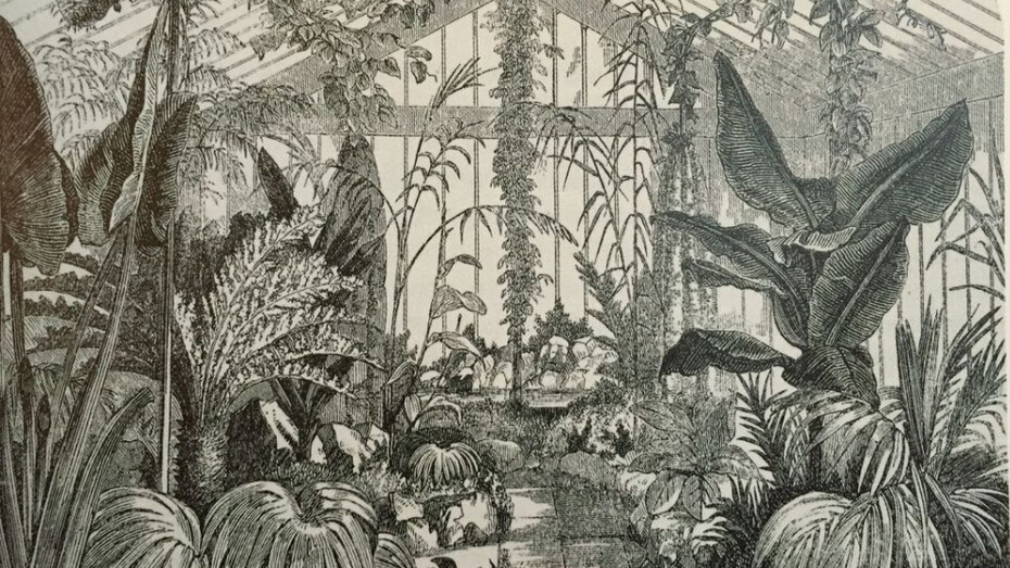 Illustrazione della cassetta in vetro di Ward