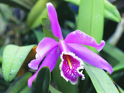 Orquídea púrpura, asociada a temas serios