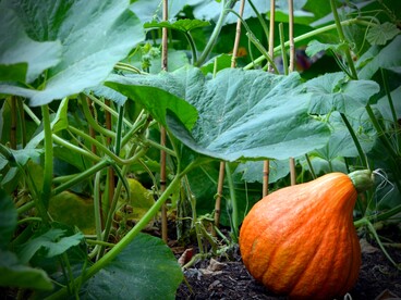 Si raccoglie ciò che si semina: nell’orto come nella vita