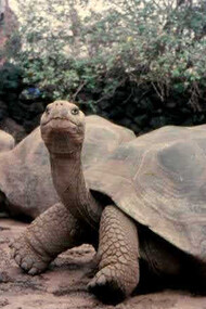 Galápagos, Fausto Llerena Tortoise Center, le tartarughe giganti