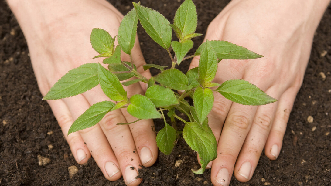 Semeando com carinho para obter as frutas depois