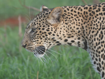 Leopard, Tsavo West National Park (c) Gehan de Silva Wijeyeratne 