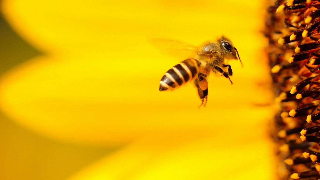 Abeja
