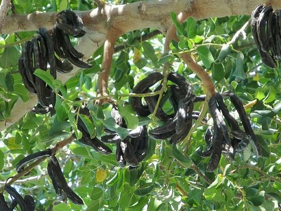 Alfarrobeira, Ceratonia síliqua. Em 2021, a área de cultivo de alfarroba no Algarve era de cerca de 13.600 hectares, com uma produção na ordem das 30.684 toneladas