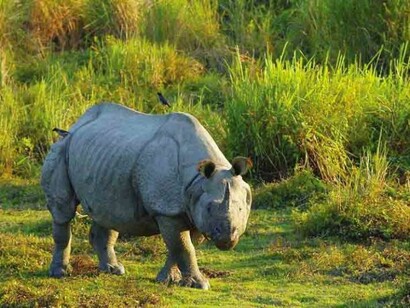The Elusive One Horned Rhino in Dooars
