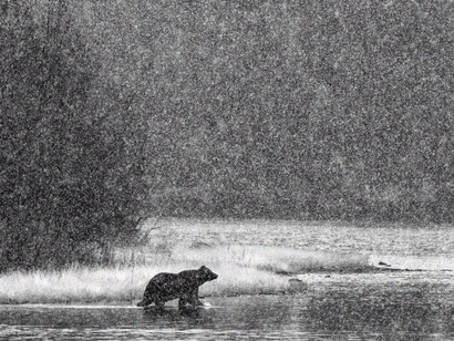 Whiteout: Visions from an Eternal Winter. Courtesy of Paul Nicklen Gallery 