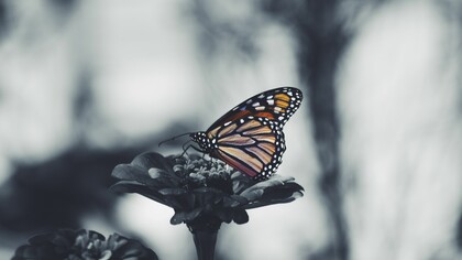Butterflies for Global Health
