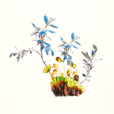 Jennifer Wanner. Second Nature. Courtesy of Glenbow
