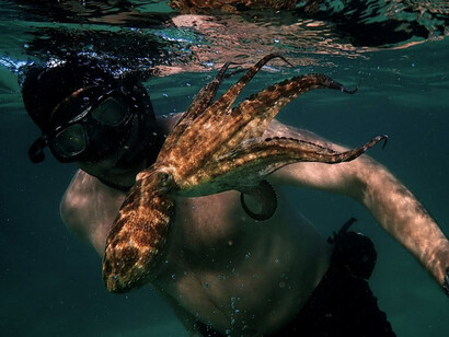 "My octopus teacher" (Il mio amico in fondo al mare). Nel corso del film si instaura tra l’uomo e l’animale uno straordinario rapporto
