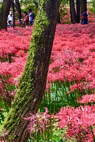 Kinchakuda Manjushage Park © Alma Reyes 