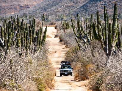 Driving among cactus. Photograph Chris Burkard