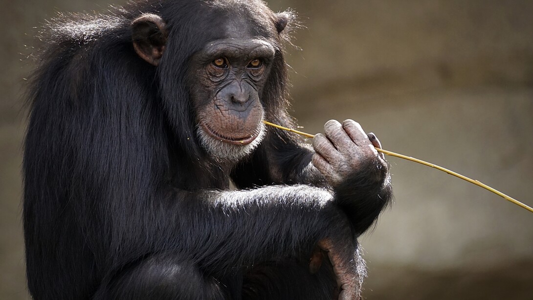 Chimpancé
