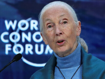 While Jane Goodall has done an admirable job raising awareness it is a never-ending effort