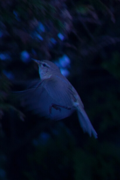 Andrew Bruce, Bird in Flight 2, 2012