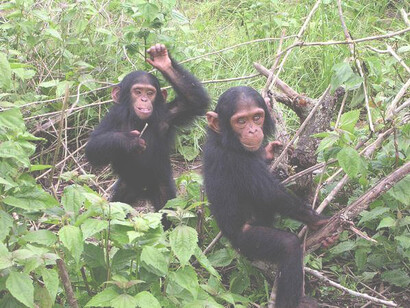 Chimpanzees at the Tacugama Sanctuary