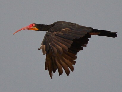 Fauna avícola del río Arauca