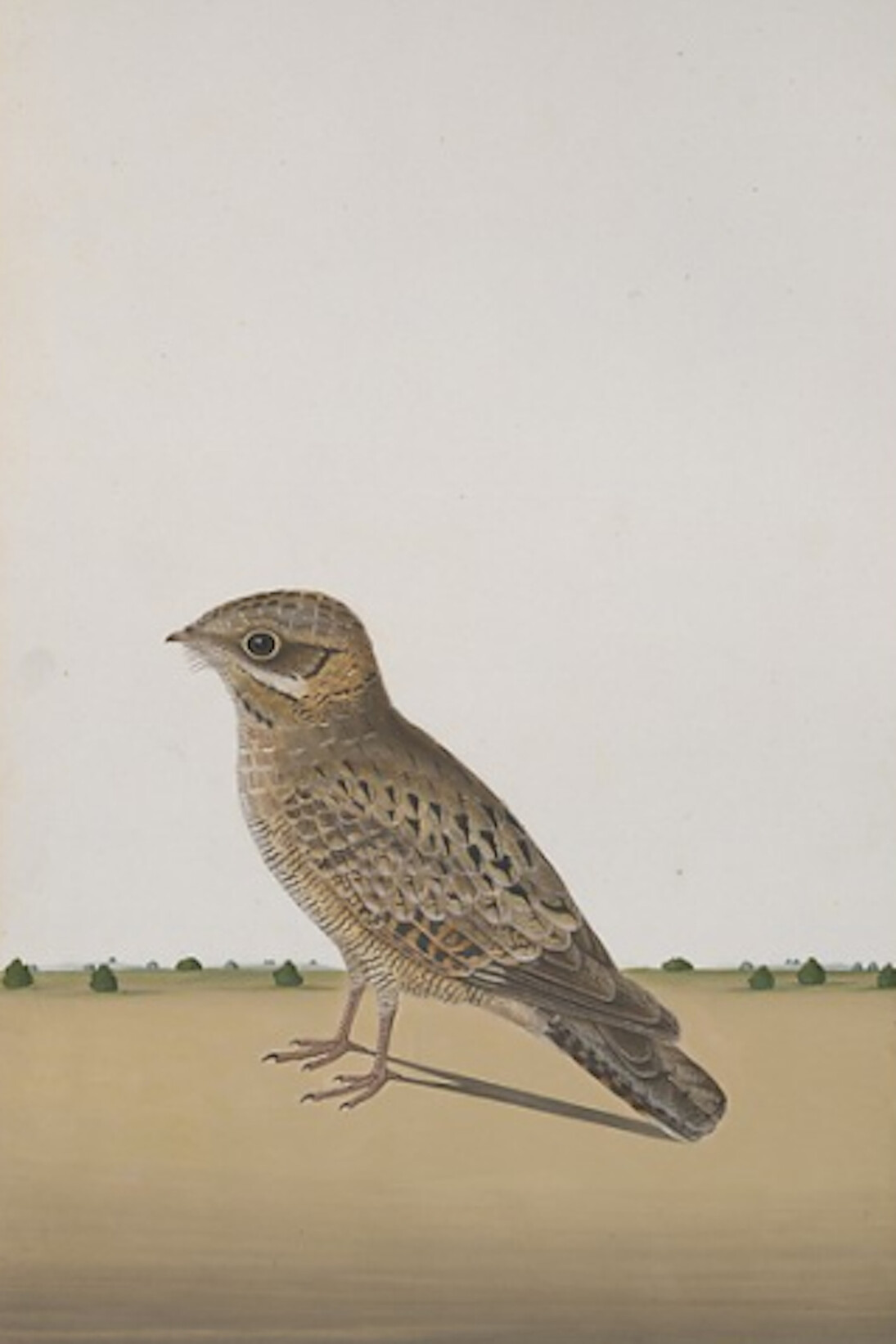 Company School Painting in India. Courtesy of The Met