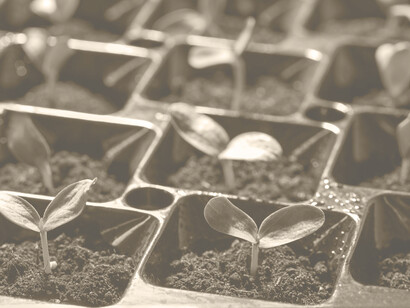 Plantas creciendo