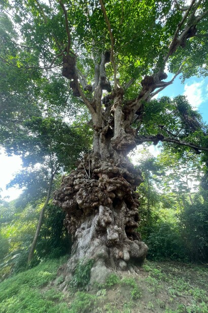 El jabillo solitario junto al río Chuao es conocido como el “Árbol de las almas” por las figuras humanas que parecen surgir de sus deformaciones