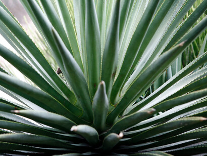Agave