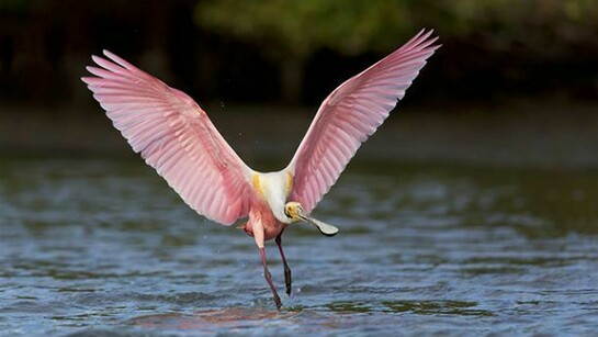 Steven Blandin, Pink Display, Photographic Print on Aluminum, 20" x 30"